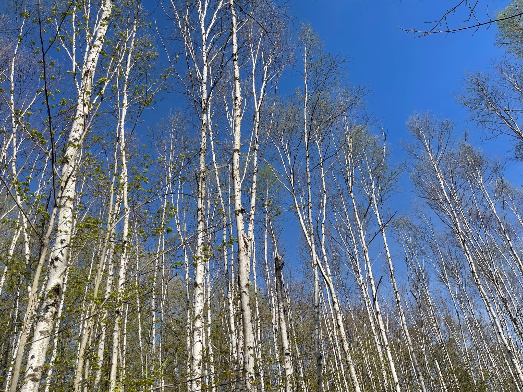 Up North property Bear Naked Wood